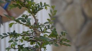 Как улучшить ветвистость бонсай? Как правильно прищипывать вяз бонсай? How to pinch bonsai?