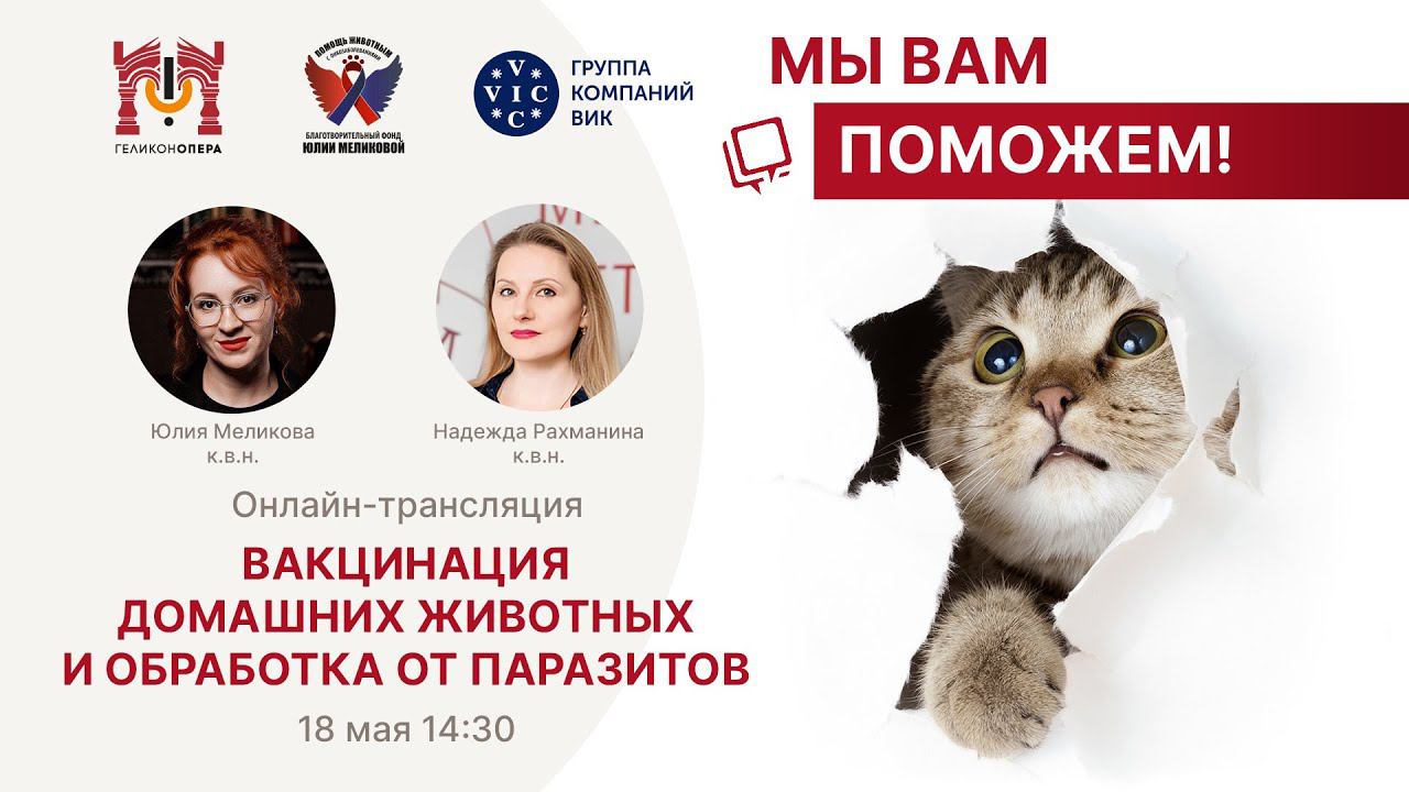 «МЫ ВАМ ПОМОЖЕМ!», онлайн-встреча по теме «Вакцинация домашних животных и обработка от паразитов» смотреть онлайн