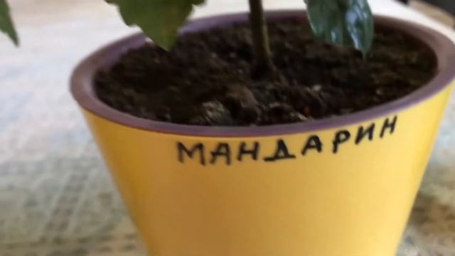 Китайская роза (из Краснодара). Часть3 : повторное цветение Double Pink // Hibiscus rosa-sinensis смотреть онлайн