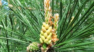 Цветение сосны. Пыльца сосны | Про Сад с Любовью