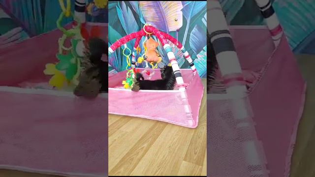 #йоркширский_терьер