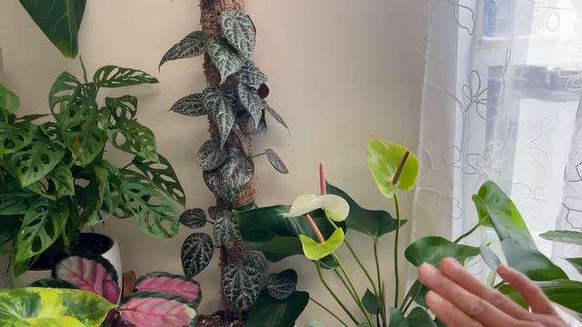 ASI CRECEN BIEN BONITAS LAS PLANTAS DE INTERIOR y Como quedó el arbolito de Navidad смотреть онлайн