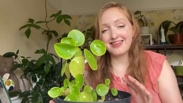 Staking My Syngonium Ice Frost, Caring For Pilea Peperomioides, And A Vegetable Garden Update