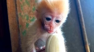 Just Ordinary Newborn Baby Monkey BEHAVIOR❗Yup❗These Isn't That Baby Monkey GLAMOUR Show❗️