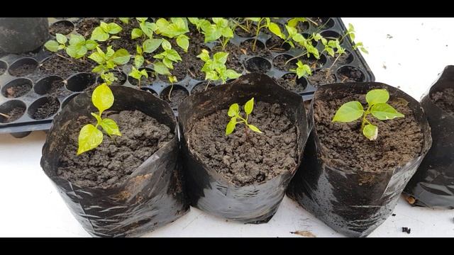 How to plant Carolina Reaper Seeds Part 2 смотреть онлайн