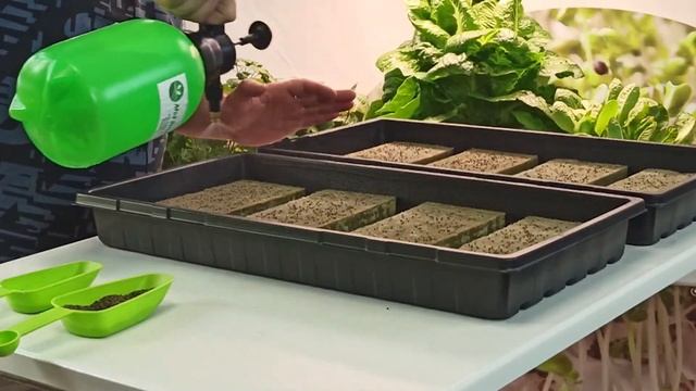 Перилла — выращиваем дома. Микрозелень. смотреть онлайн