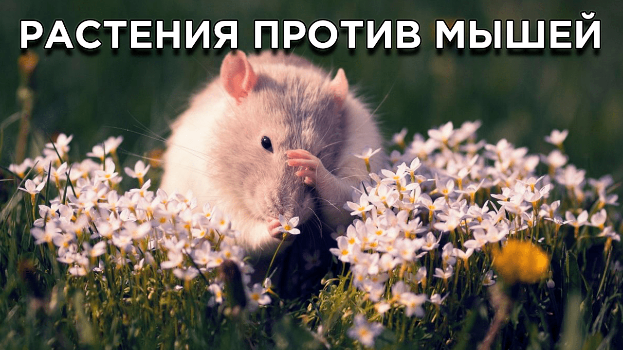 Растения, которые помогут прогнать мышей с огорода