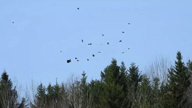 №3531  16 05 2023  Вороны и дрозды