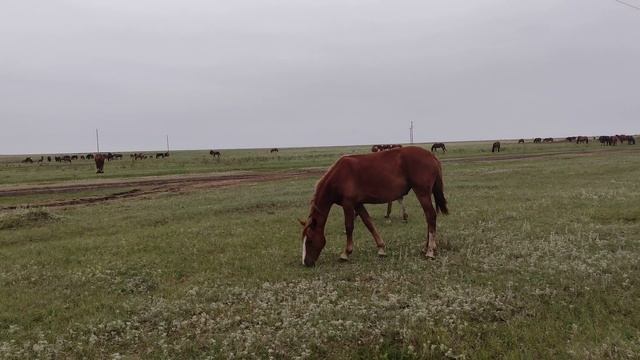 Поздние жеребята это проблема. смотреть онлайн