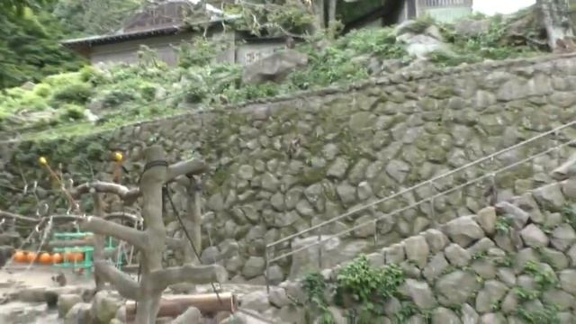 Японские обезьяны. Поездка в зоологический сад Takasakiyama. Префектура Оита. смотреть онлайн