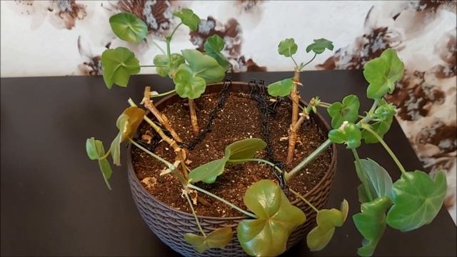 Черенкование плющелистной пеларгонии. Выпуск от 18.03.21 смотреть онлайн