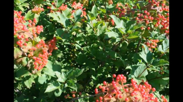 Viburnum trilobum is a species of Viburnum native to Noth America смотреть онлайн