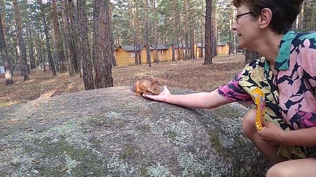 Кормим белку на курорте Щучинск Боровое 2019 г смотреть онлайн