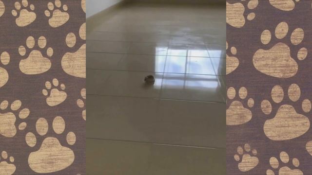 Хомячки Роборовского смешные серии ОЗВУЧКА смотреть онлайн