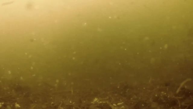 Подводная съёмка, лещ и плотва на прикормке Камера Eken H9 смотреть онлайн