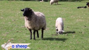 ???Домашние и дикие животные на английском языке. Английский для малышей.