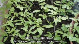 Помидоры Де Барао