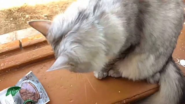 ПОКУПКИ ИЗ ЗООМАГАЗИНА/Покупки для котёнка/Лакомства/Для попугаев смотреть онлайн