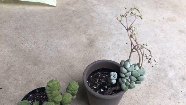 Crassula Columella- New Addition To My Crassula Collection
