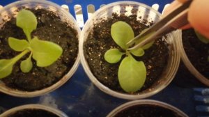 Первая Прищипка петунии