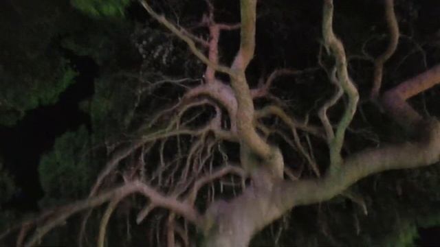 ? УЛИЧНЫЕ МУЗЫКАНТЫ ЯЛТЫ ? смотреть онлайн