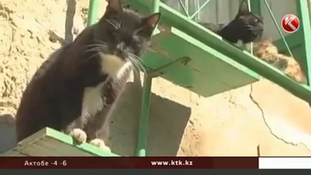 Власти Алматы пока не будут облагать налогом домашних животных смотреть онлайн