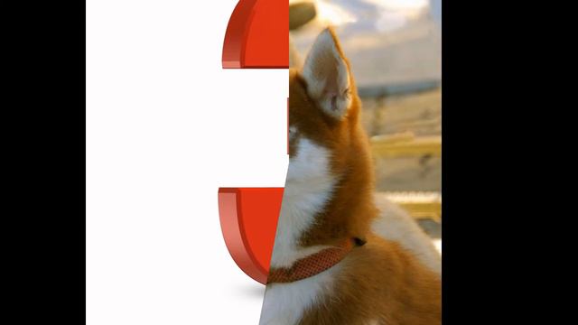 топ 5 красивых собак смотреть онлайн