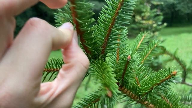 Picea abies (Norway spruce) смотреть онлайн