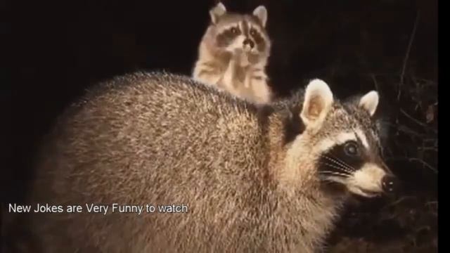 Самая смешная озвучка животных !!!!! Тест на психику!!!! смотреть онлайн