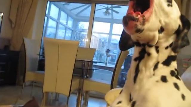 Rupert the Super-Smiley Dalmatian смотреть онлайн