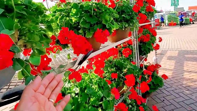 Tour and shopping plants / low cost to expensive plants from Gertens @lifeinamericawithnelia смотреть онлайн