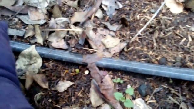 Обрезка малины правильно!!! смотреть онлайн