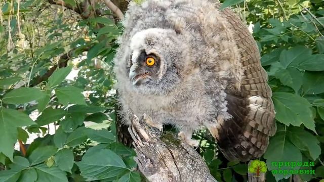 Совенок ушастой совы (Asio otus) смотреть онлайн