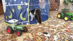 КОТЯТА И ВОЛШЕБНЫЙ ДОМ в ДОМЕ! КОТ МАЛЫШ и КОТЕНОК МУРКА играют в ГИГАНТСКОМ ДОМЕ! ДРУЗЬЯ НАВСЕГДА