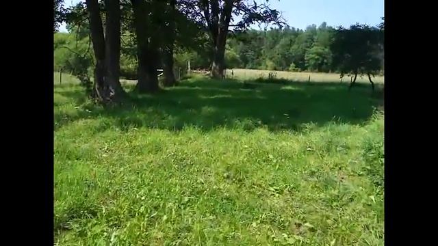 Венгерская Мангалица,Покупка свинки смотреть онлайн