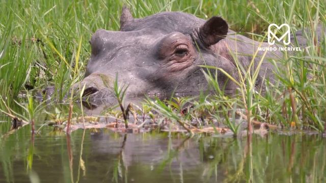 O HIPOPÓTAMO ATACOU O ANIMAL ERRADO E SE DEU MAL смотреть онлайн