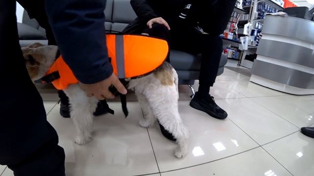 Спасательный жилет SPASS для собак