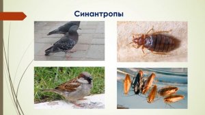 Биология, 8 класс: Экологические группы животных видео