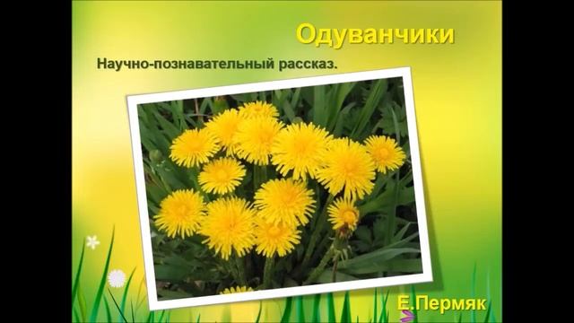 Литературное чтение. Е. Пермяк. Одуванчики смотреть онлайн