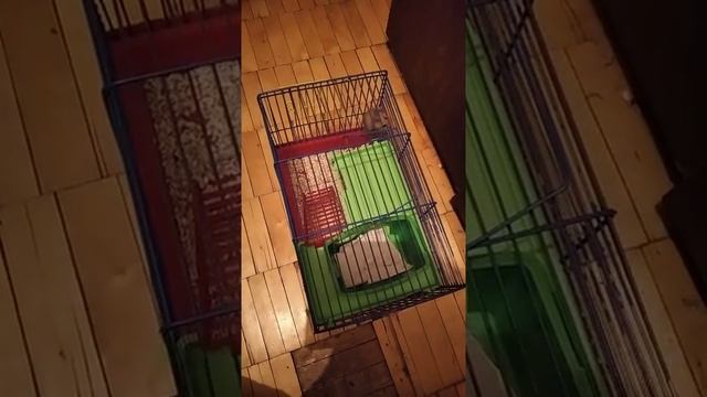 Март 2020 мой любимый хомячок. смотреть онлайн