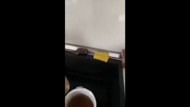 Рис "World rice" - обзор продукта смотреть онлайн