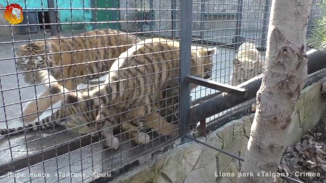 Директор Рыжик, черная волчица, львята и тигрята. Тайган. Black wolf, tiger cubs and cats. Taigan. смотреть онлайн