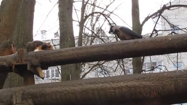 Ворона и кот смотреть онлайн