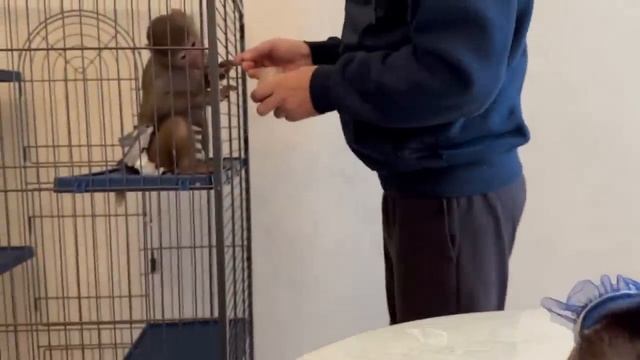 У Степки был КРАСИВЫЙ ЗАВТРАК на траве, но его хватило не на долго! смотреть онлайн