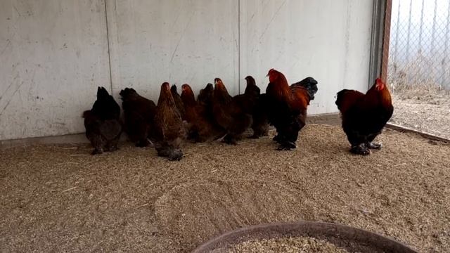 брама куропатчатый смотреть онлайн