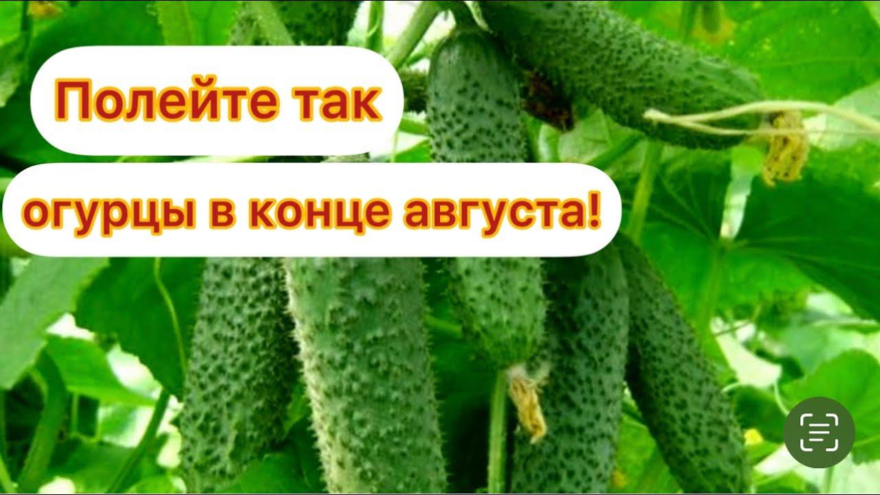 ДАЖЕ ДОХЛЫЕ ОГУРЦЫ В АВГУСТЕ ОЖИВАЮТ, ЗЕЛЕНЕЮТ И ПЛОДОНОСЯТ БЕЗ ОСТАНОВКИ, подкормите этим! смотреть онлайн