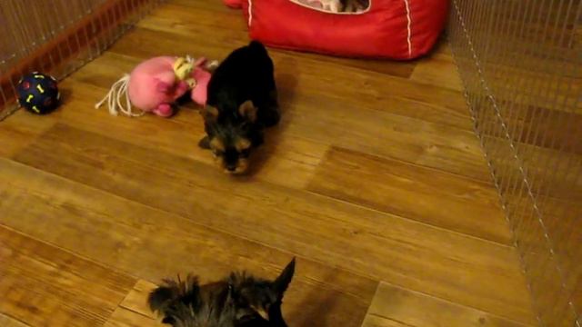 На продажу три девочки йорочки