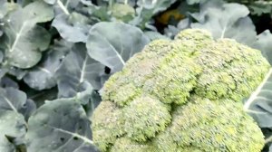 Капуста брокколи Маратон F1