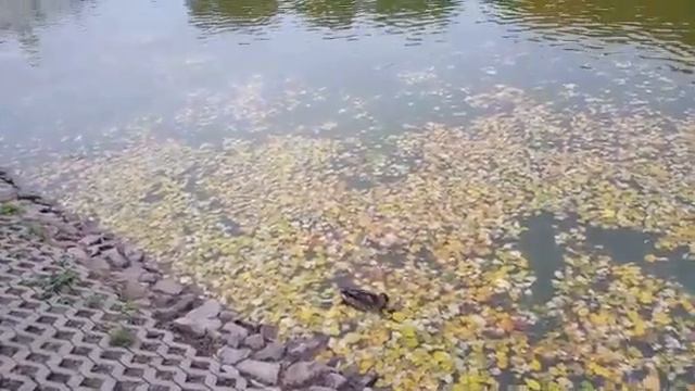 ЛЮБЛЮ ТЕБЯ СИЛЬНЕЕ ВОЛИ смотреть онлайн