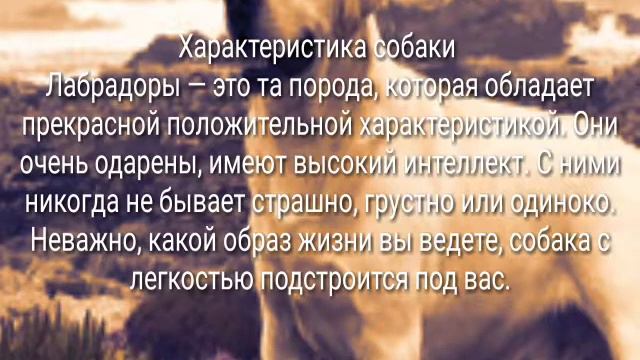 Все о Лобрадоре